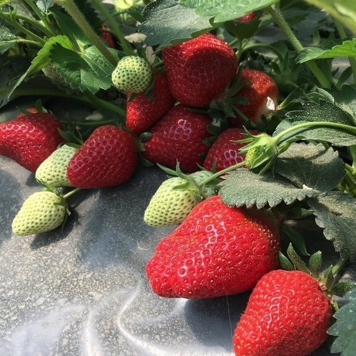 Земляника Крымская Раняя